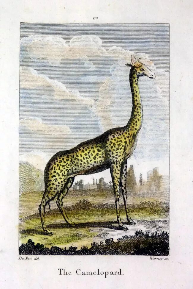 Жираф. Жираф фото. Гибрид верблюда и леопарда. Что такое орикс и камелопард. Giraffa giraffa животные.