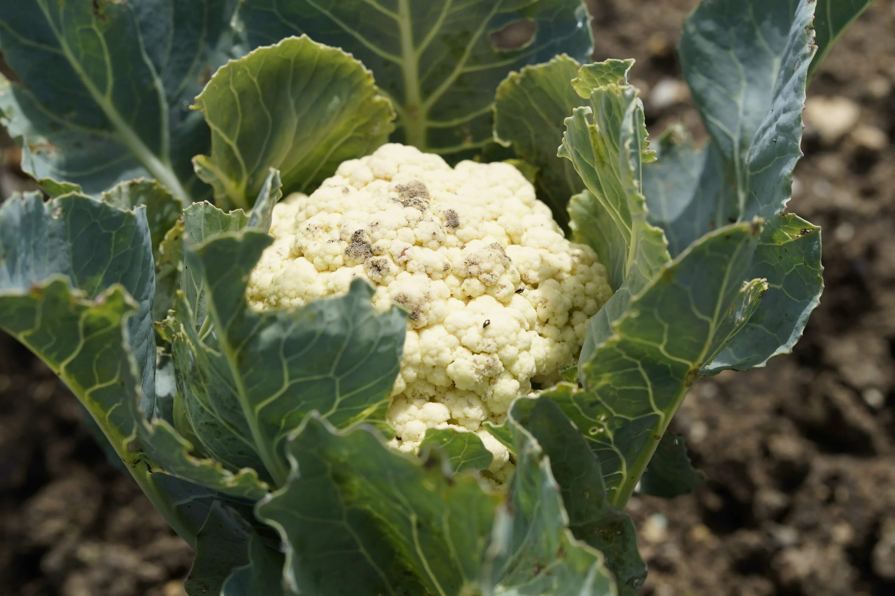 Можно ли сажать цветную капусту. Капуста цветная е6. Cauliflower растет. Цветная капуста куст. Горчичная Поляна капуста.