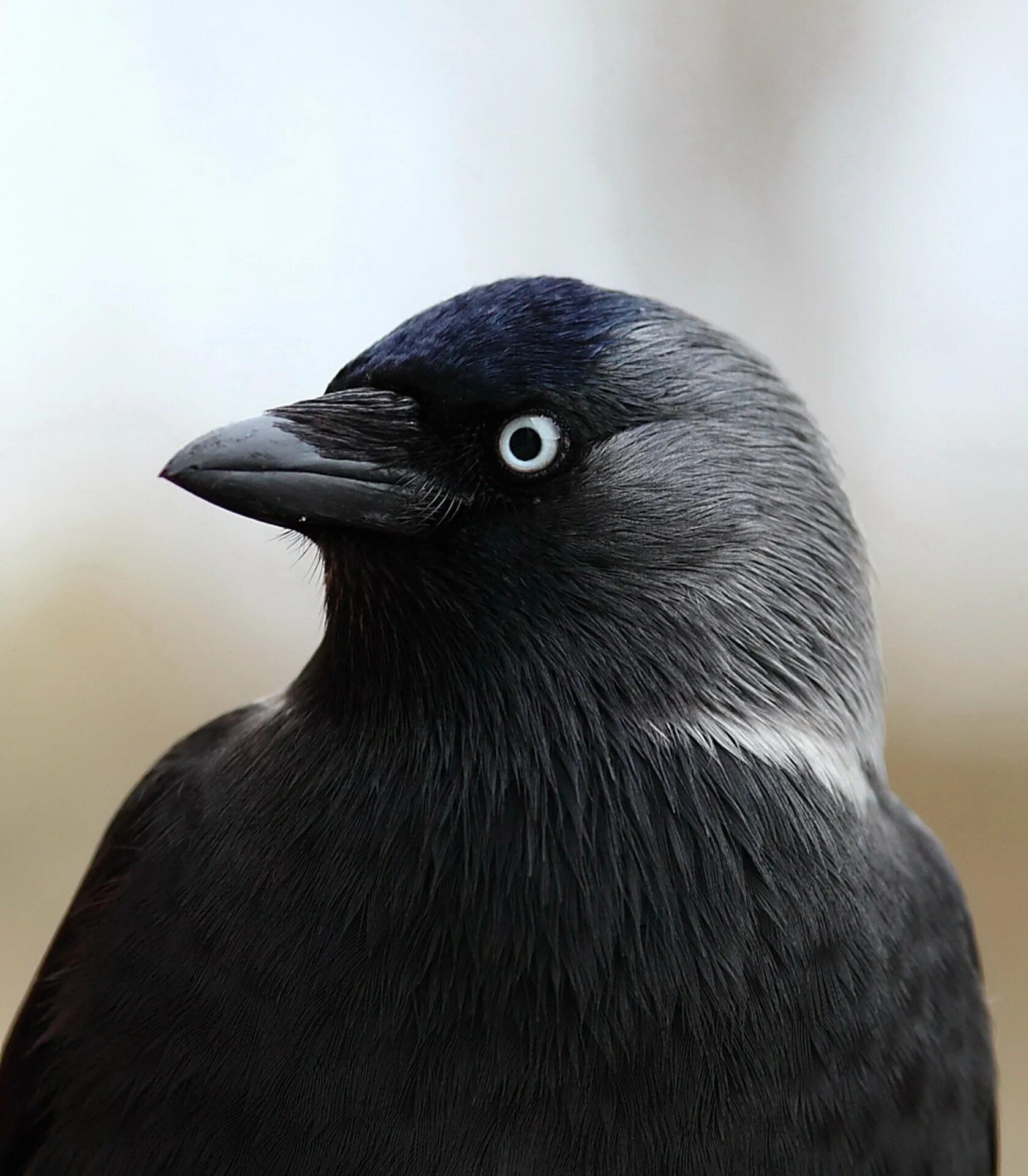 Птицы с серой шеей. Coloeus monedula. Галка птица. Галка (Corvus monedula). Хохлатая Галка.