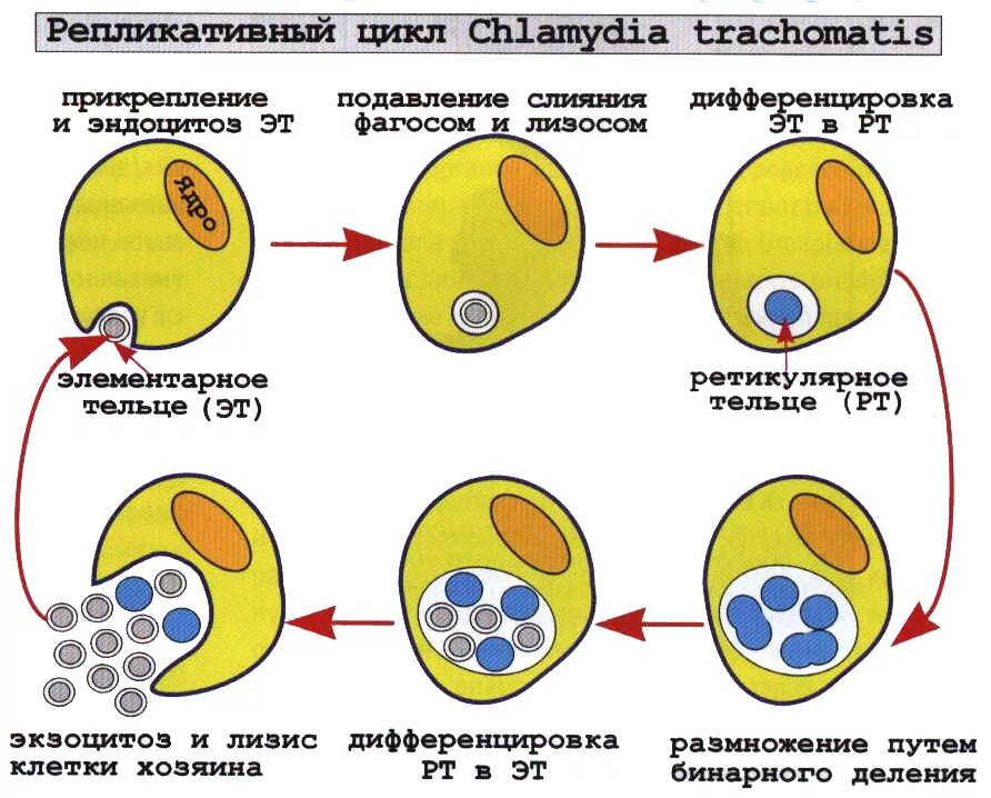 Cхема репродуктивного цикла хламидий. Стадии жизненного цикла хламидий микробиология. Схема жизненного цикла хламидии. Этапы репликативного цикла хламидий.