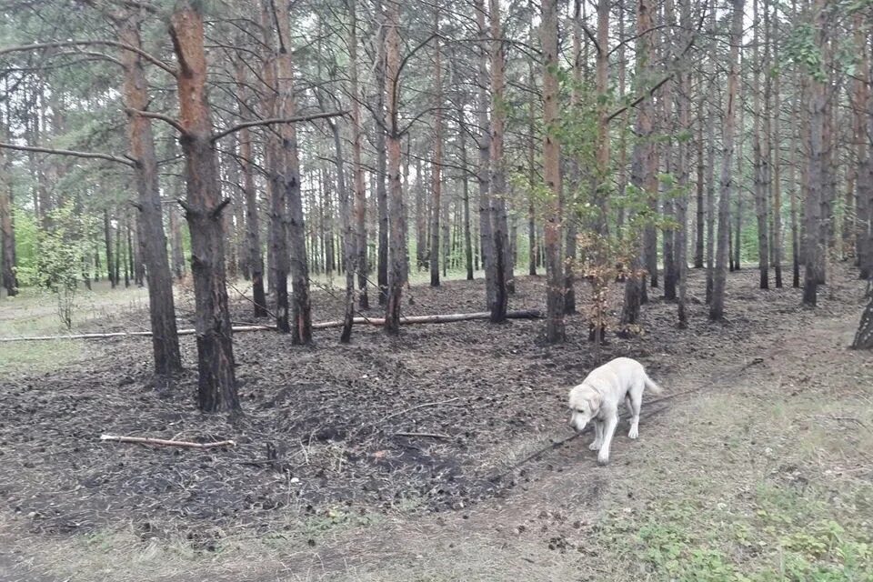 Подслушано бор в контакте. Копейский Сосновый Бор. Копейский Бор.