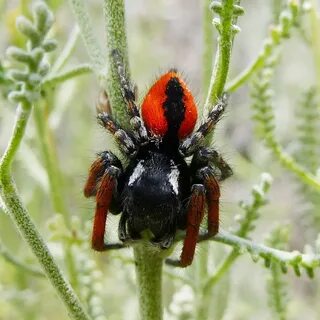 Philaeus chrysops паук