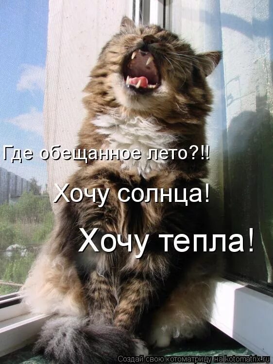 Ура тепло. Кот на окне. Отопление запустили. Хочется тепла. Открытка очень холодно.