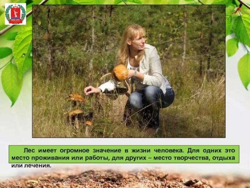 Какое значение имеет лес для человека. Лес имеет огромное значение в жизни человека. какую роль играют леса в природе и жизни людей. тот лес имеет. какое значение имеет лес для хозяйства чувашии.