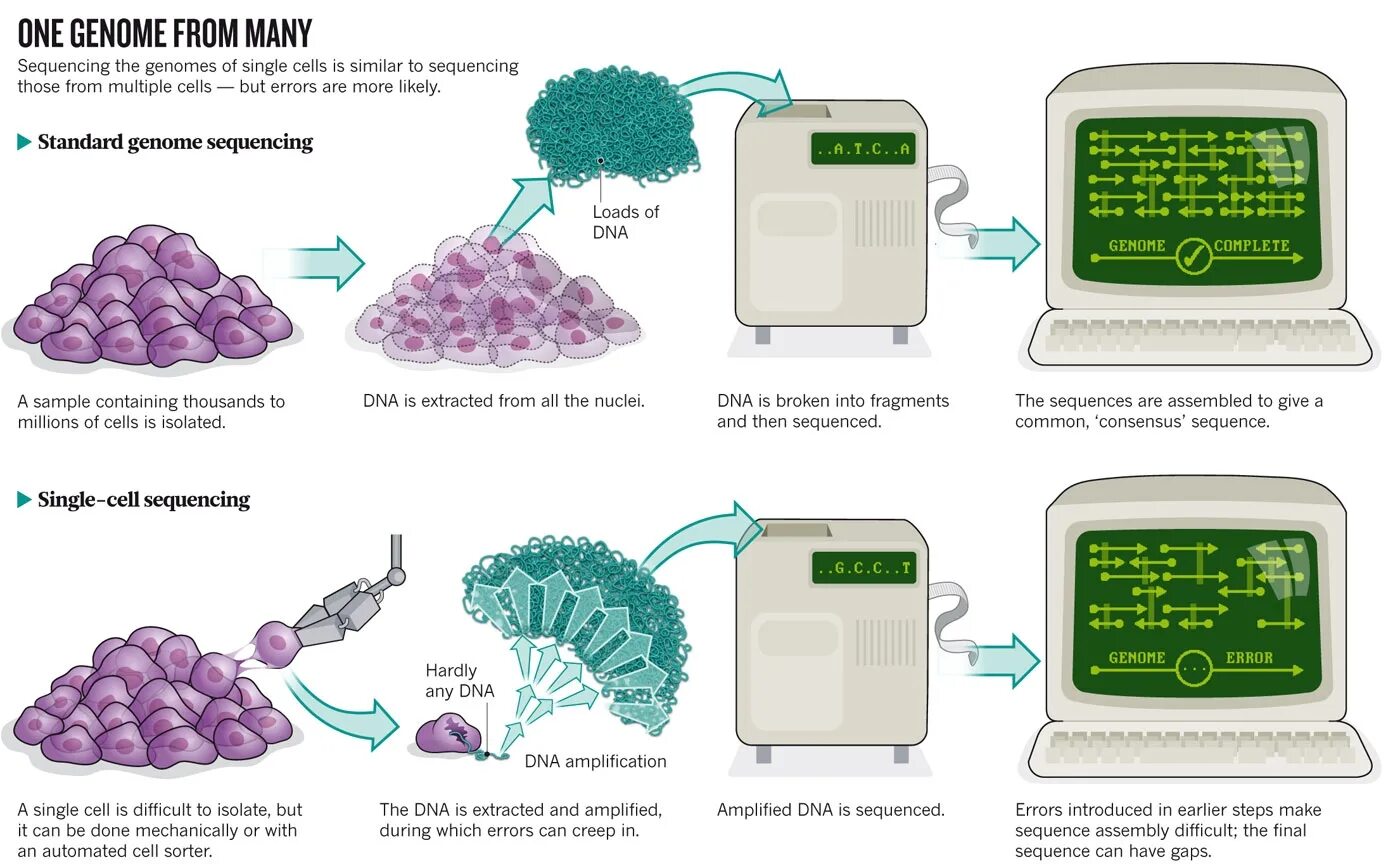 Genome sequencing. DNA NANOBALL sequencing. Single Cell RNA секвенатор. Проточная ячейка sequencing Flow Cell.