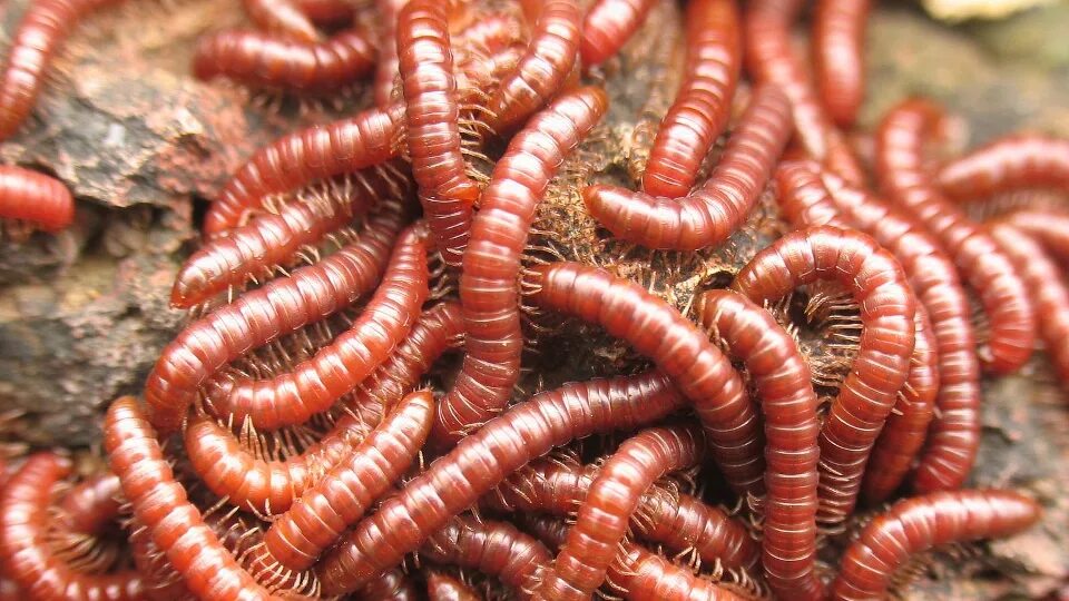 Красные кольчатые черви. Worms черви.