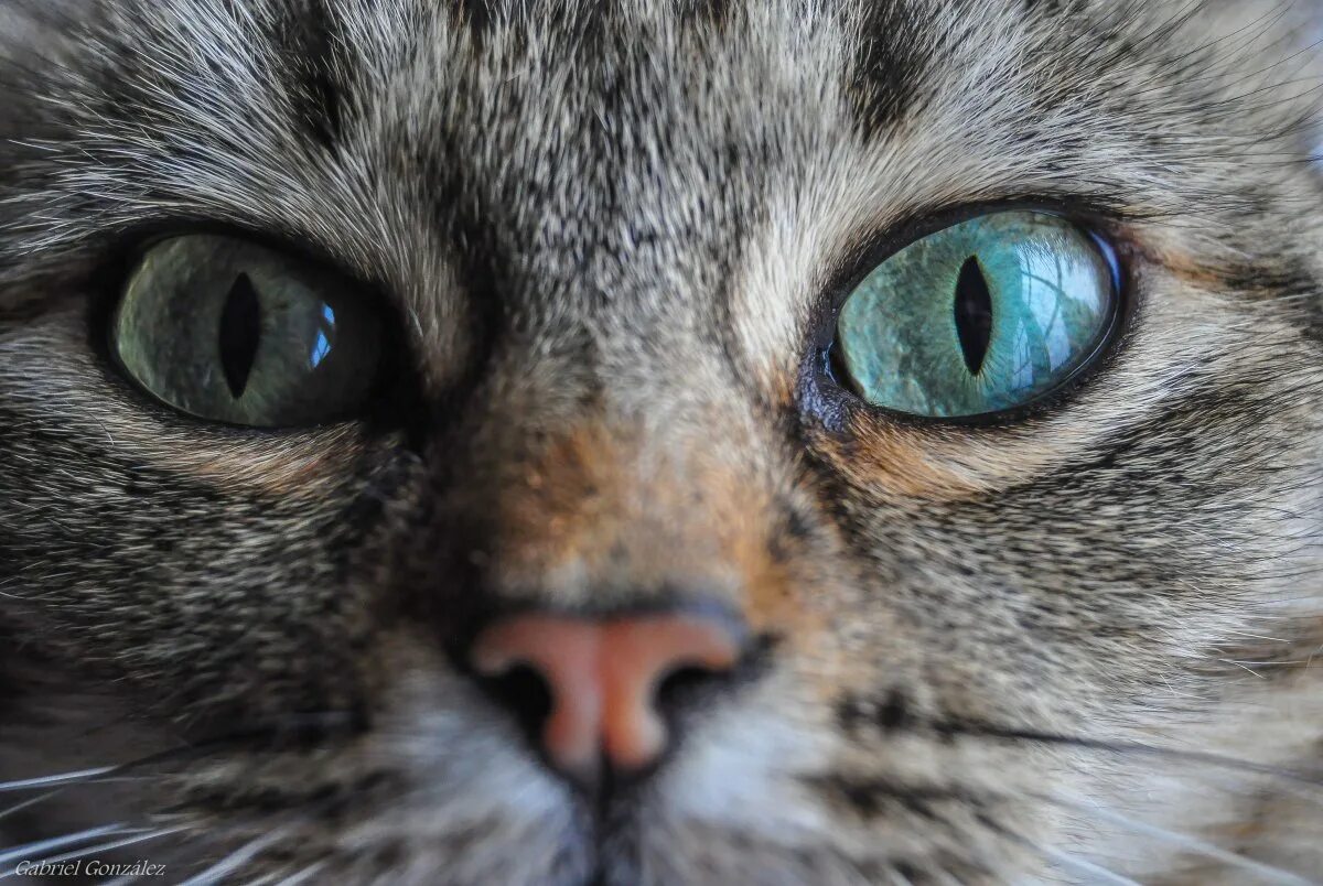 Необычные глаза животных. Портрет кота. Глаза кошки. Д крупным планом. Взгляд кошки.