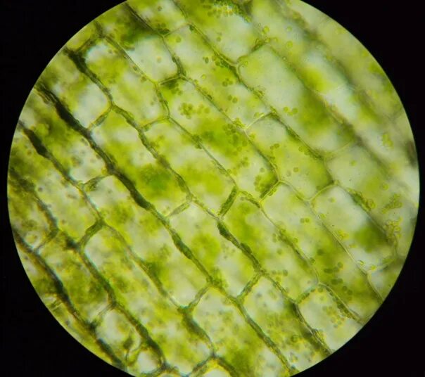 DIY Digital Microscope - Leaf Test - YouTube