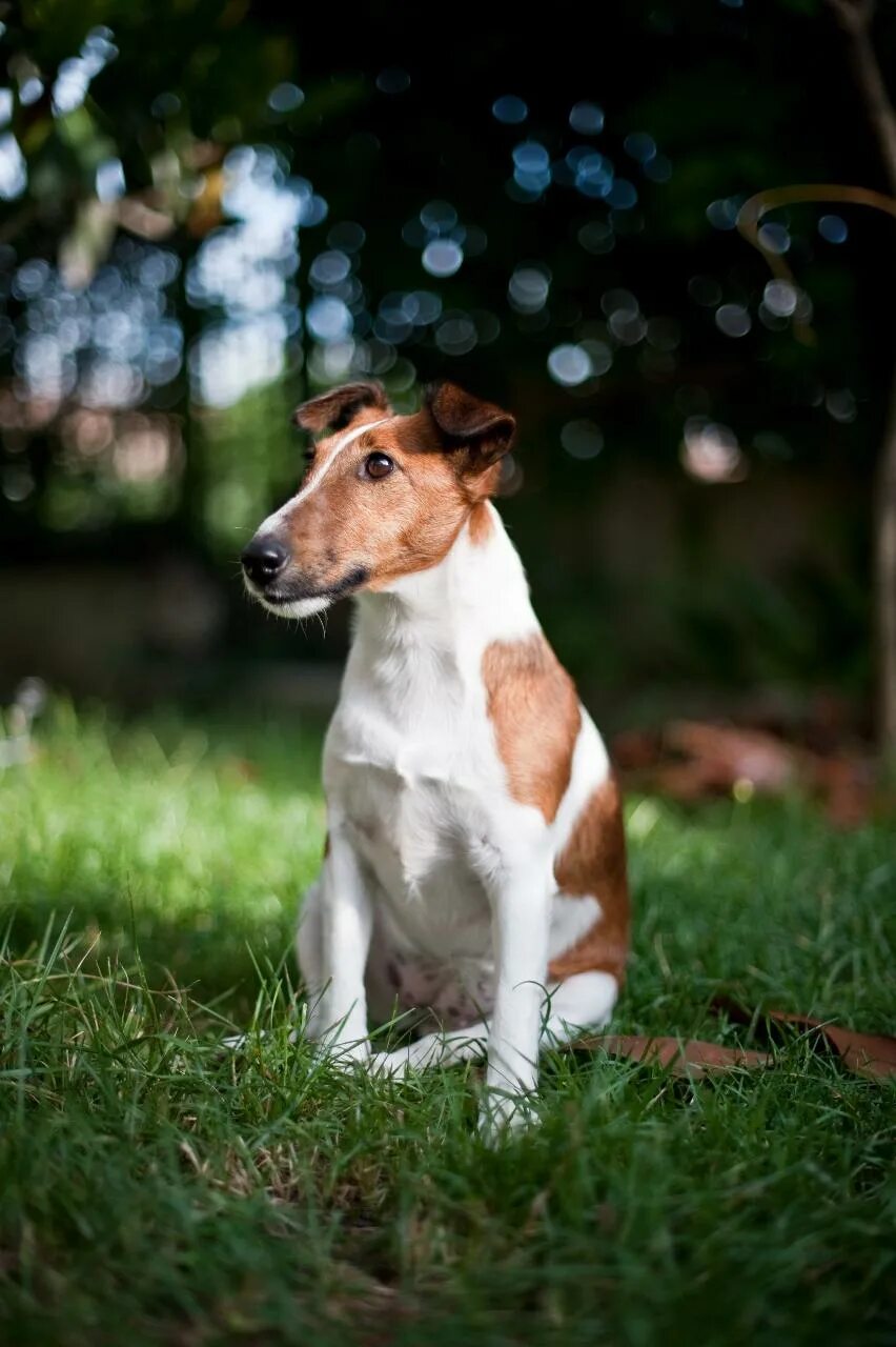 Foxterrier - Charakter, Größe & Erziehung Steckbrief Foxterrier welpen, Drahthaa