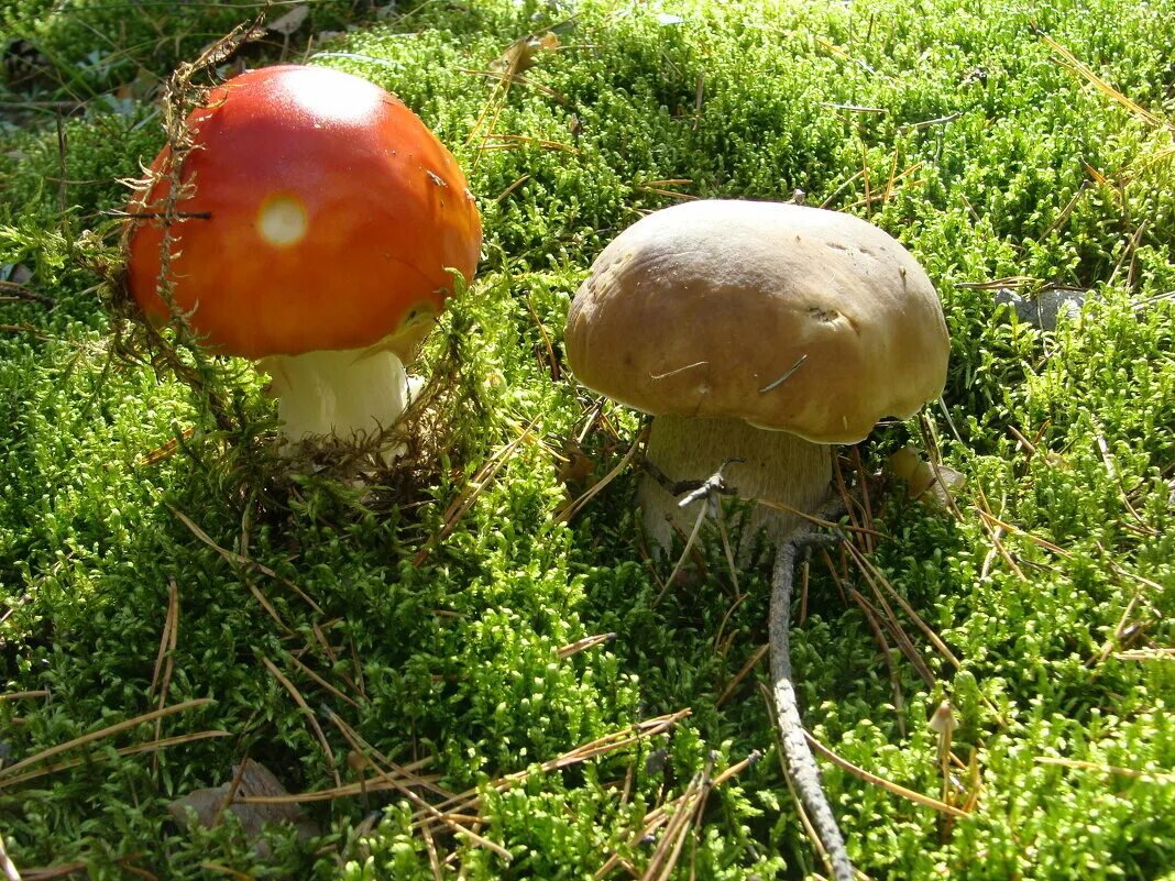 грибы 20 года