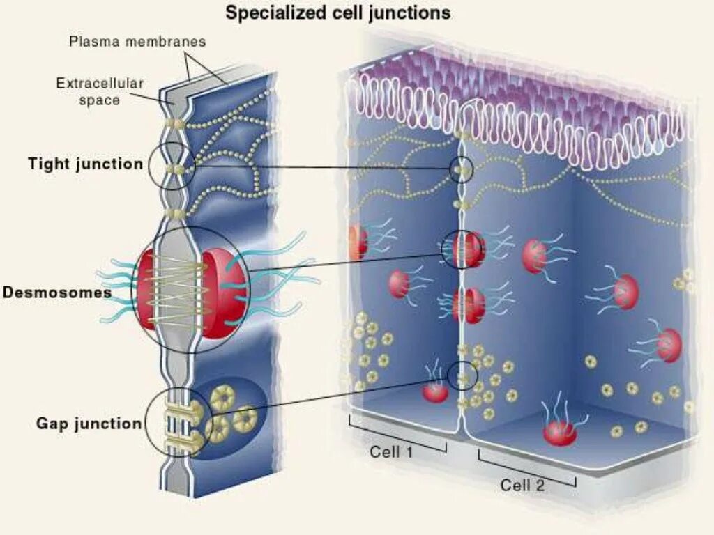 Ms cell. Cell junctions. мембрана нейрона. tight junction. intercellular junctions.