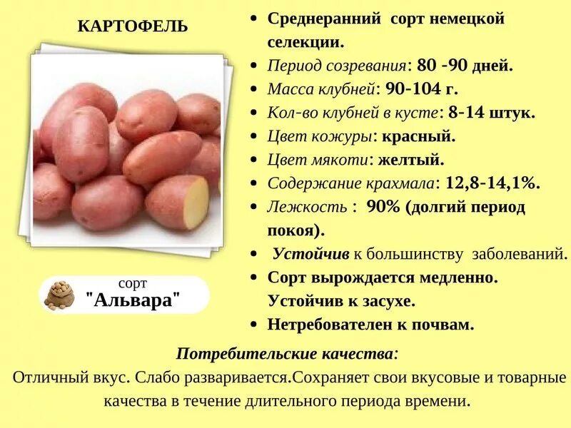 Сроки созревания картофеля. Характеристика картошки. Картофель описание сорта. Картошка описание сорта.