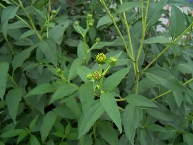 Топинамбур сорняк. Листья топинамбура. Топинамбур сорняк. Листья топинамбуратопинамбура. Топинамбур стебли.