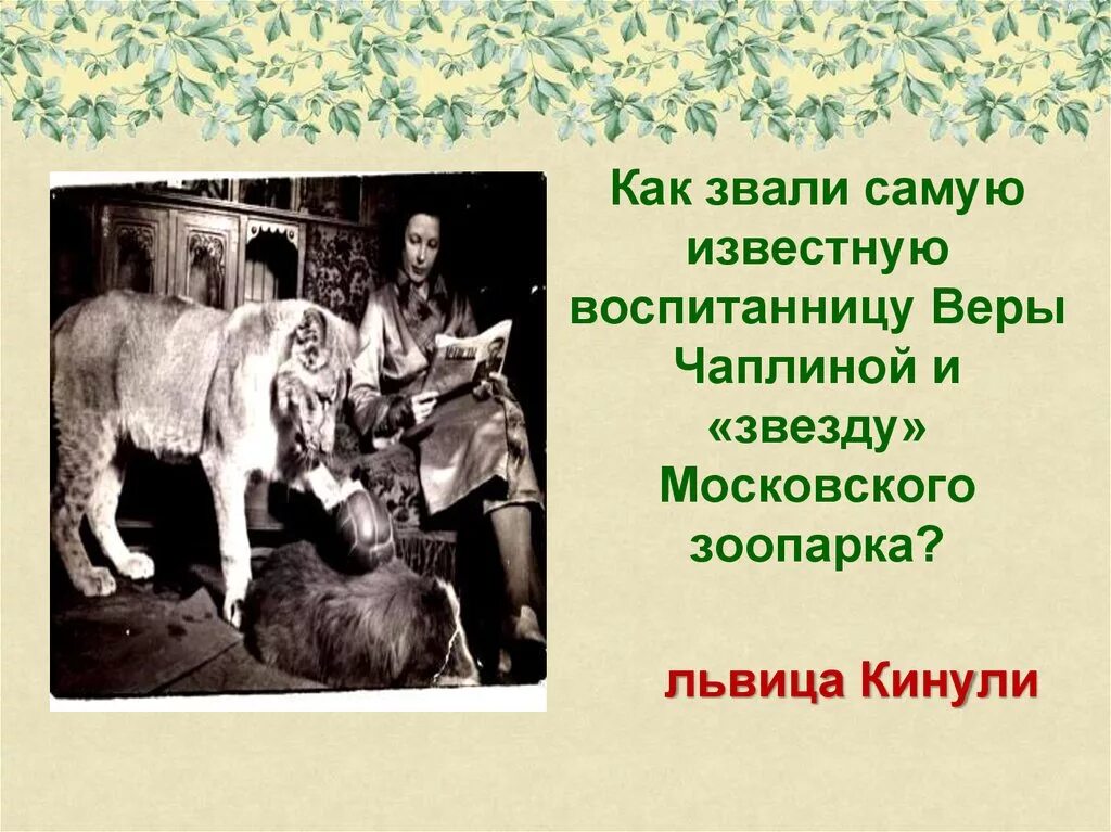 Кинули чаплиной. Портрет Чаплина. Львица кинули.