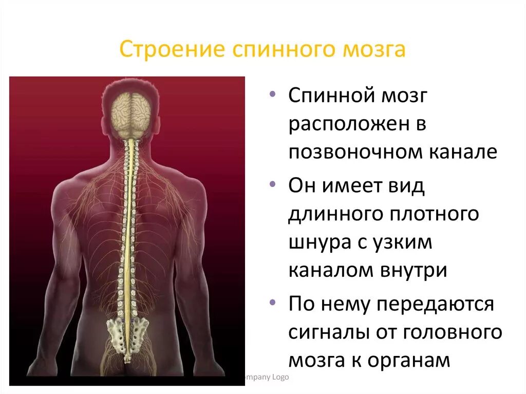 Биология 8 строение нервной системы спинной мозг. Спинной мозг. Спинной мозг анатомия. Строение спинного мозга. Строение спинного мозга человека.