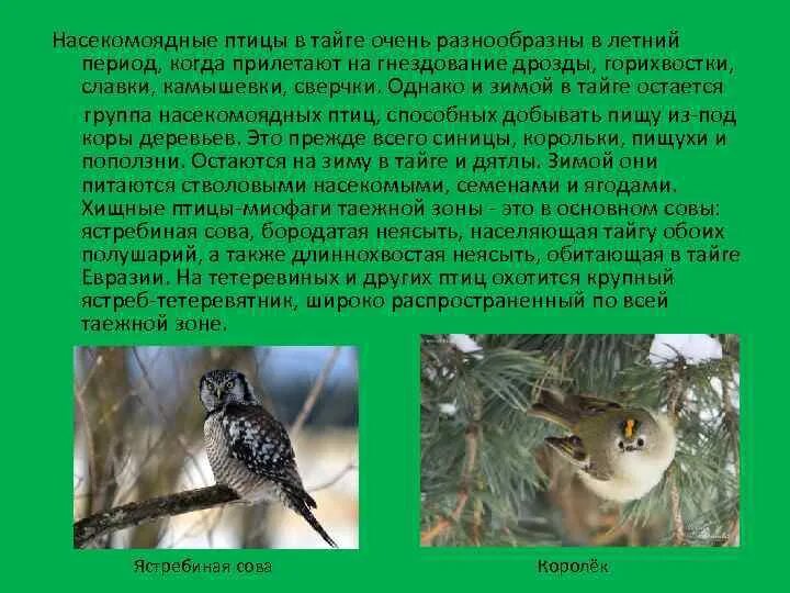 Какая птица не является насекомоядной. Насекомоядные птицы в лесу. сообщение о птицах тайги. сообщение о насекомоядных птицах. период гнездования насекомоядных птиц.