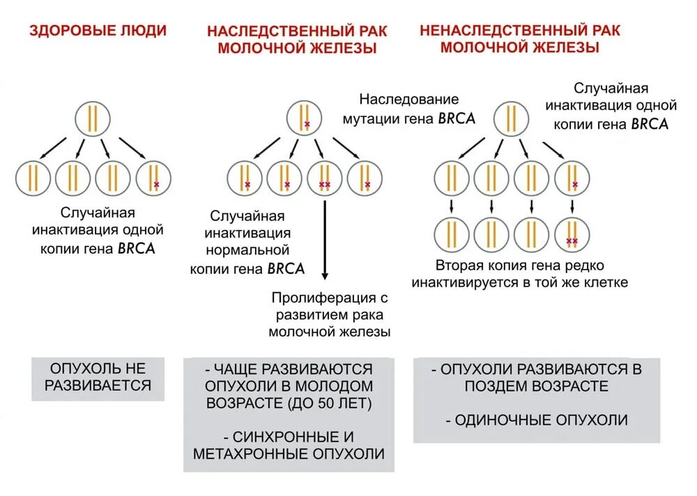 Какой рак передается. Наследование онкологических заболеваний. Генетические факторы в возникновении злокачественных опухолей. Онкология Тип наследования. Тип наследования предрасположенности к онкологическим заболеваниям.