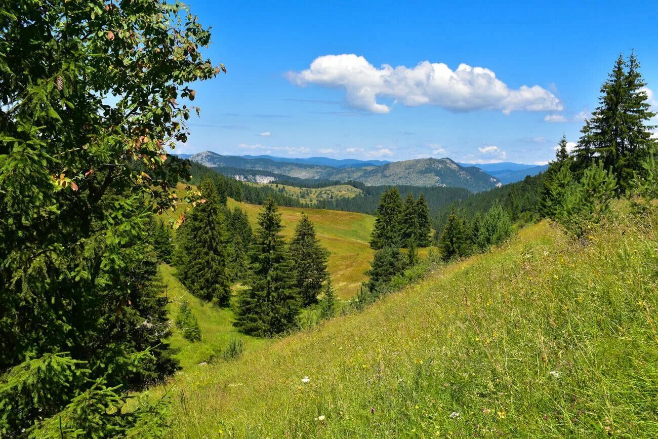 Родопы. Родопи горы. Родопы Болгария. Родопы (горы). Родопские горы в Болгарии.