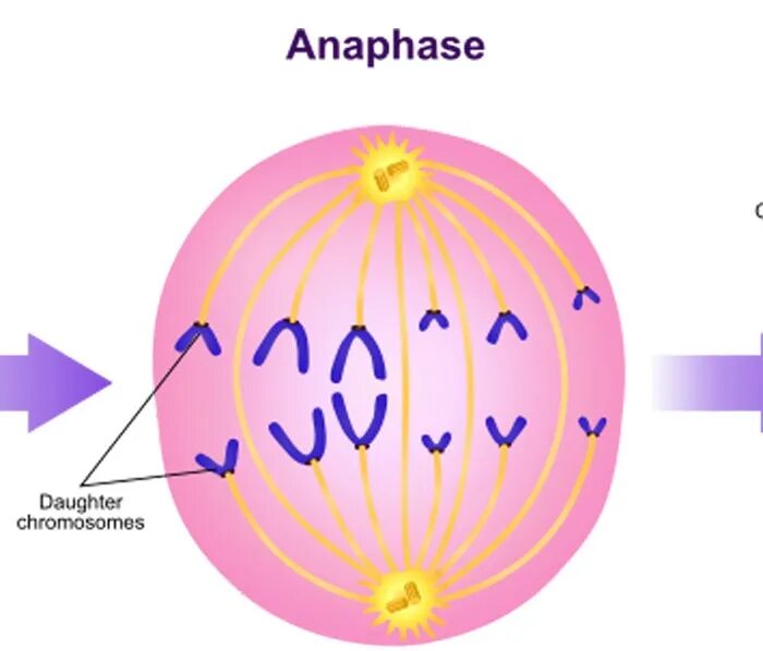 Сколько клеток в анафазе. Анафаза 2. Анафаза 1. Деление клетки анафаза. Анафаза рисунок.