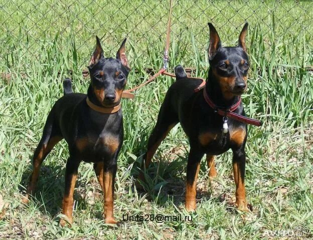 Карликовый цвергпинчер купированный. Карликовый пинчер некупированный. Мини доберман цвергпинчер. Карликовый цвергпинчер купированный. Цвергпинчеркупировка ушей.