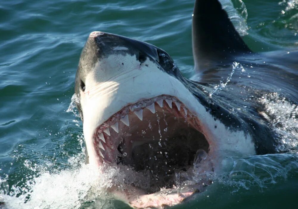 Морской нападение. Белая акула людоед кархародон. Большая белая акула челюсти.