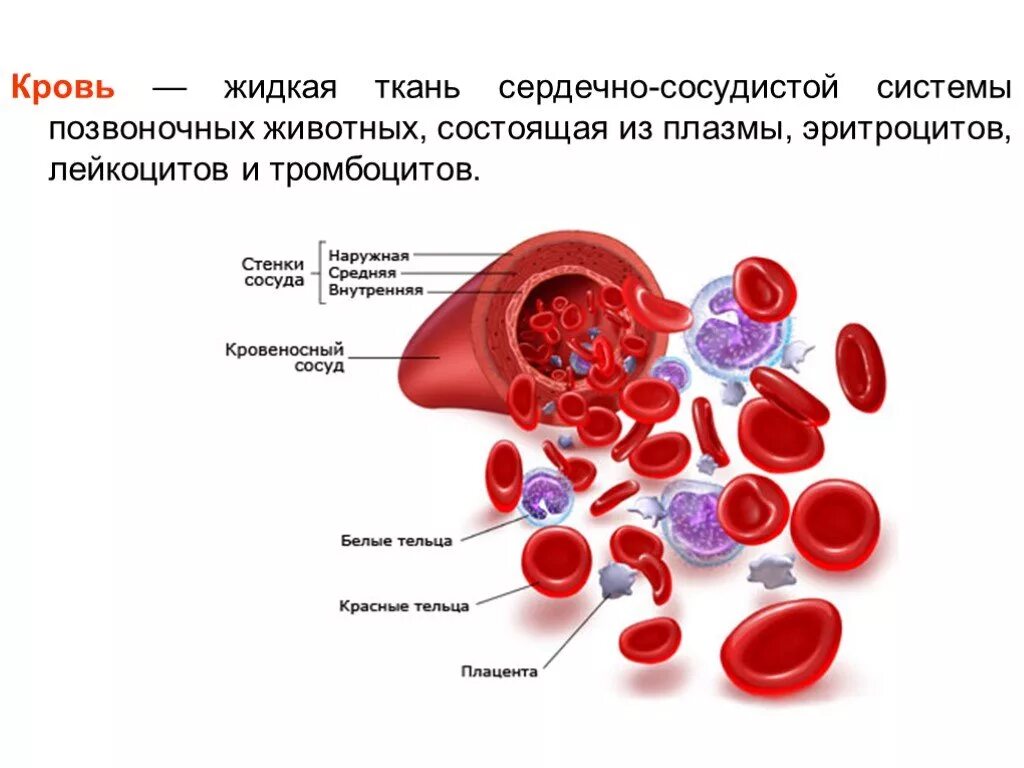 Сколько течет кровь. Кровь состоит из плазмы лейкоцитов и тромбоцитов. Кровь система крови анатомия. Кровь состоит из плазмы эритроцитов лейкоцитов. Кровь анатомия строение.