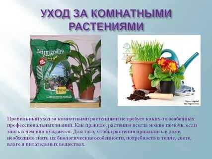 Дальше как ухаживать