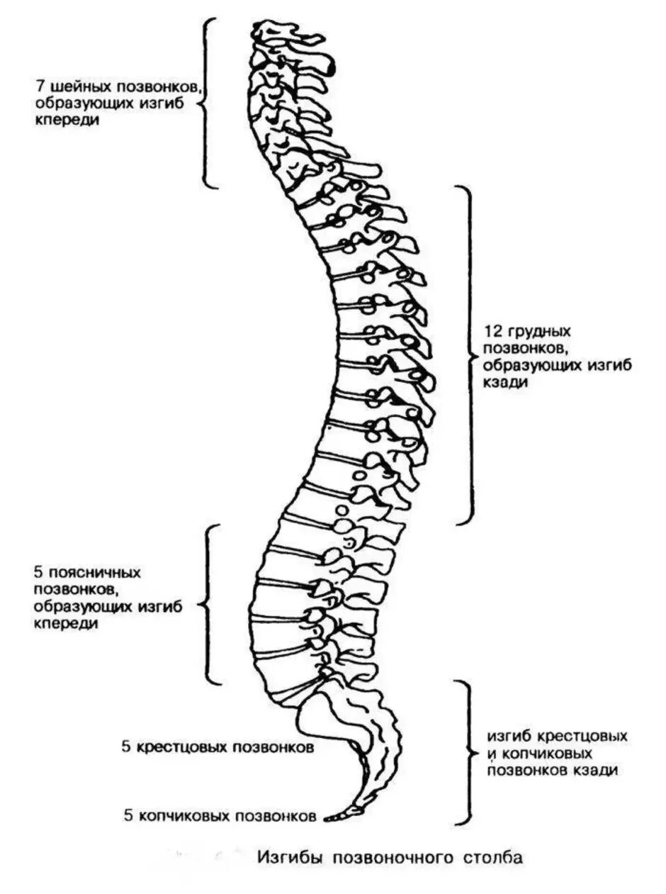 Верную последовательность расположения отделов позвоночника. Строение позвоночника вид сбоку. Позвоночник вид сбоку анатомия. Строение позвоночника лордоз кифоз.