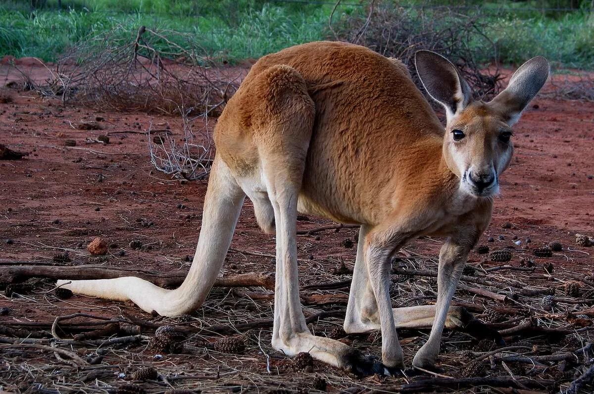 Рыжий кенгуру Австралии. Гигантский рыжий кенгуру (Red-Grey Kangaroo). Исполинский кенгуру. Исполинский рыжий кенгуру.