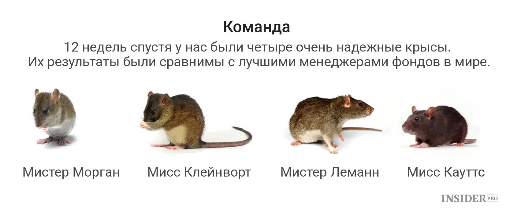 В каждом коллективе есть крыса. Крыса в коллективе. Мем про крысу в коллективе. Картинка про крысу в коллективе.