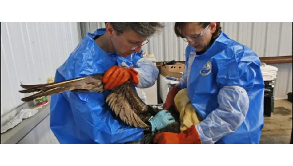 Ранняя птичка прочищает. Спасение птиц от нефти Европа. Птица чистит. Как спасают птиц от разливов нефти.