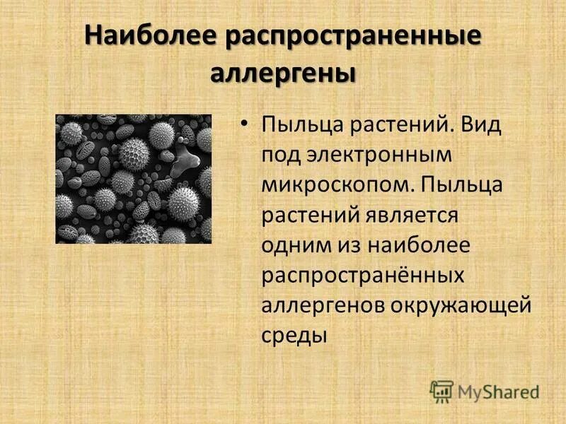 Пыльца растений является. Наиболее распространенные аллергены. Самые распространенные аллергены. Самые распространённые алероены. Самые распространенные аллергены на пыльцу.