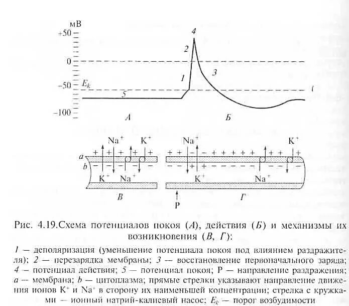 Схема мембранного потенциала возбудимой клетки. Мембранный потенциал покоя схема. Мембранный потенциал действия схема. График потенциала действия скелетного мышечного волокна.