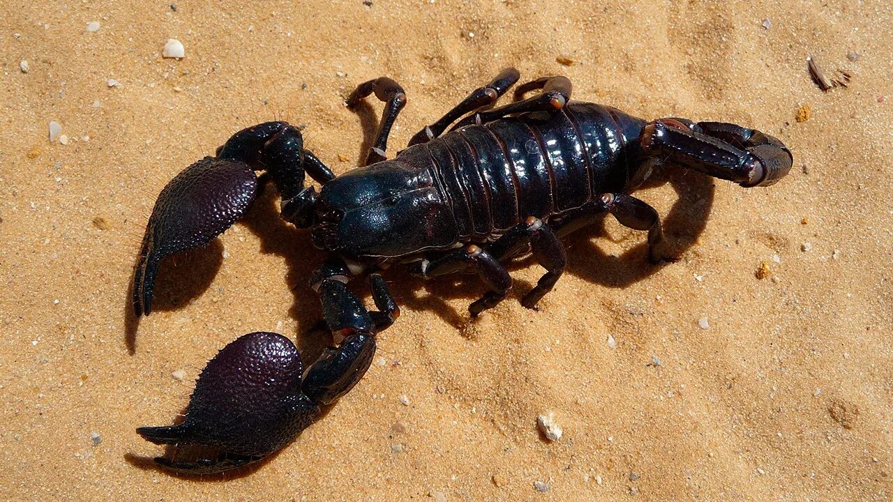 Скорпион пандинус Император. Императорский Скорпион (Pandinus Imperator). Скорпион Лейурус синий. Скорпион Microtityus Minimus.