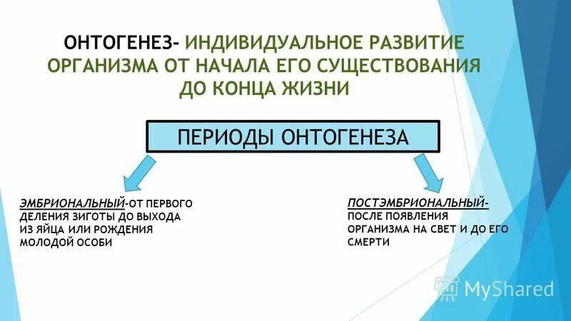 Развитие организма после рождения