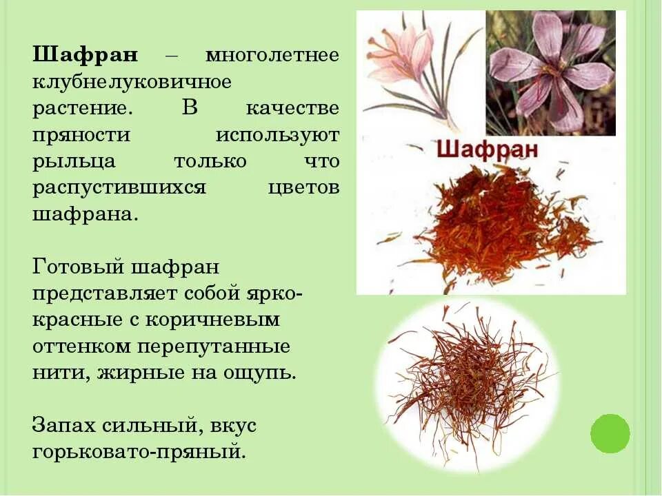 Шафран вред. Шафран многолетнее растение. Шафран цветок приправа. Шафран специя цветок. Лечебная трава Шафран.