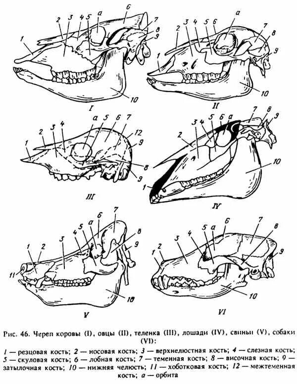 Соединение костей черепа млекопитающих. Нижняя челюсть свиньи анатомия. Строение черепа у лошади нижняя челюсть. Строение черепа КРС анатомия. Строение черепа лошади анатомия.