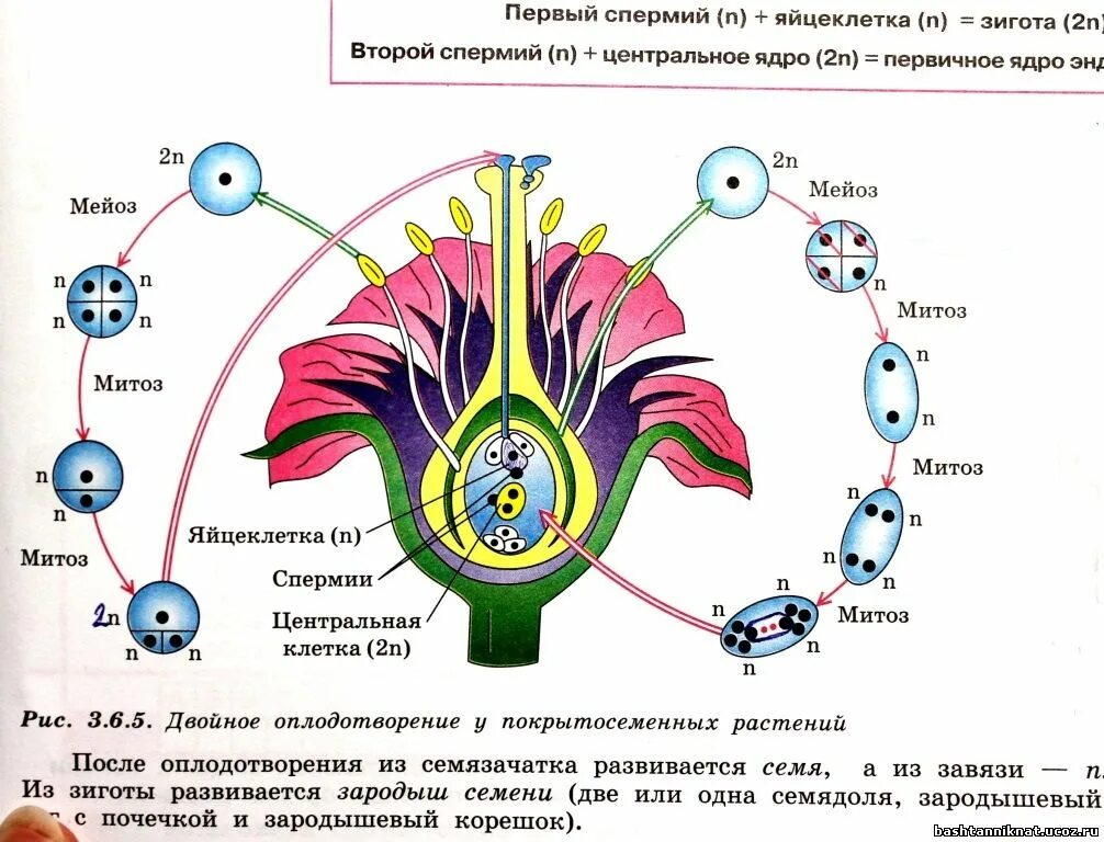 Деление генеративной клетки пыльцевого зерна. Размножение цветковых растений схема ЕГЭ. Жизненный цикл покрытосеменных ЕГЭ схема. Жизненный цикл покрытосеменных ЕГЭ. Жизненный цикл цветковых растений ЕГЭ биология.