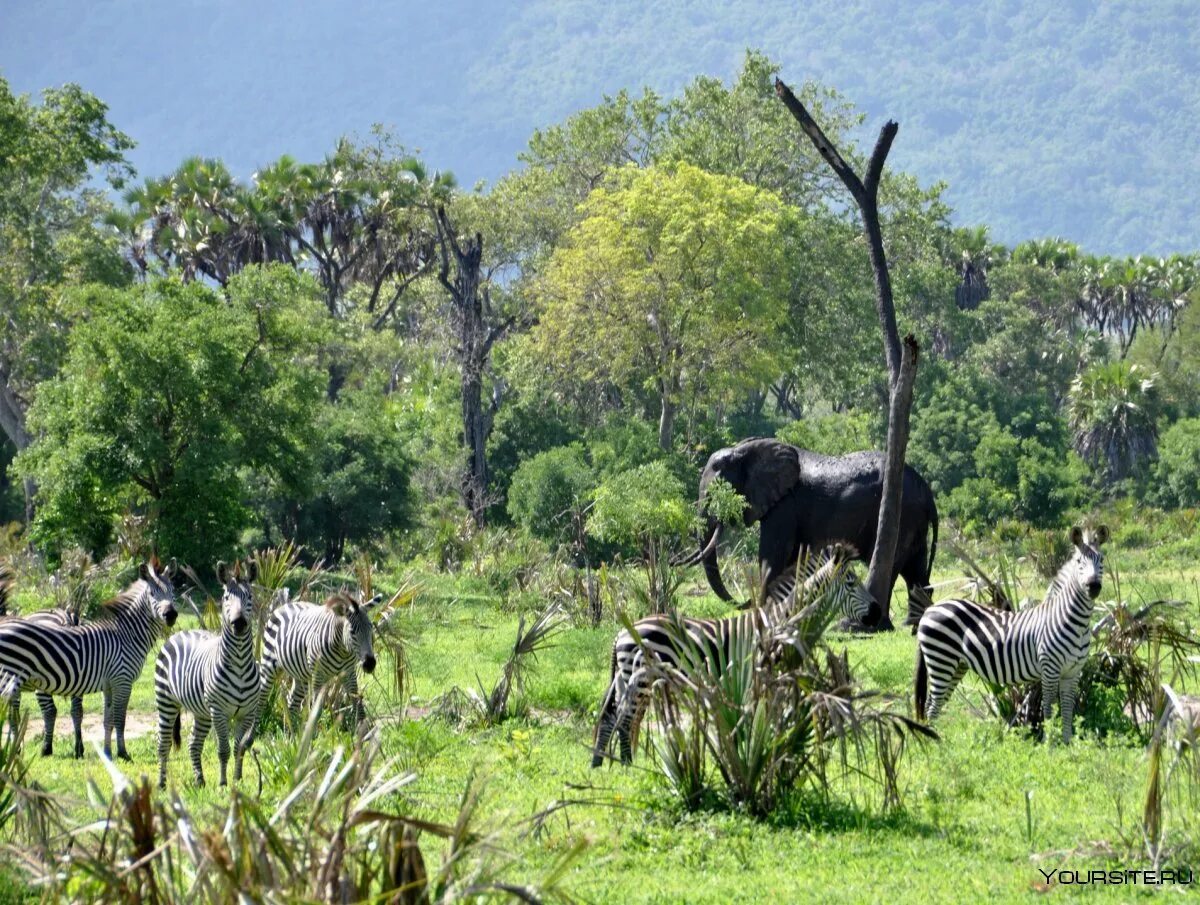 Особенности страны танзания. Национальный парк Килиманджаро. Сафари Селус. Национальный парк в Танзании. Килиманджаро Занзибар.