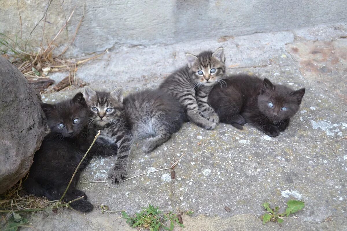 Бездомные кошки. Подбросили котят. Котенок на улице. Уличная кошка. Беспородная ты сидишь голодная