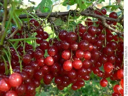 Лучшая смородина для подмосковья