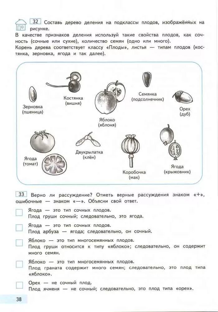 Информатика 4 класс бененсон учебник. Составь дерево деления на подклассы плодов. Составь дерево деления на подклассы плодов изображенных на рисунке. Дерево деления на подклассы плодов Информатика 4 класс. Описание свойств Информатика 4 класс.