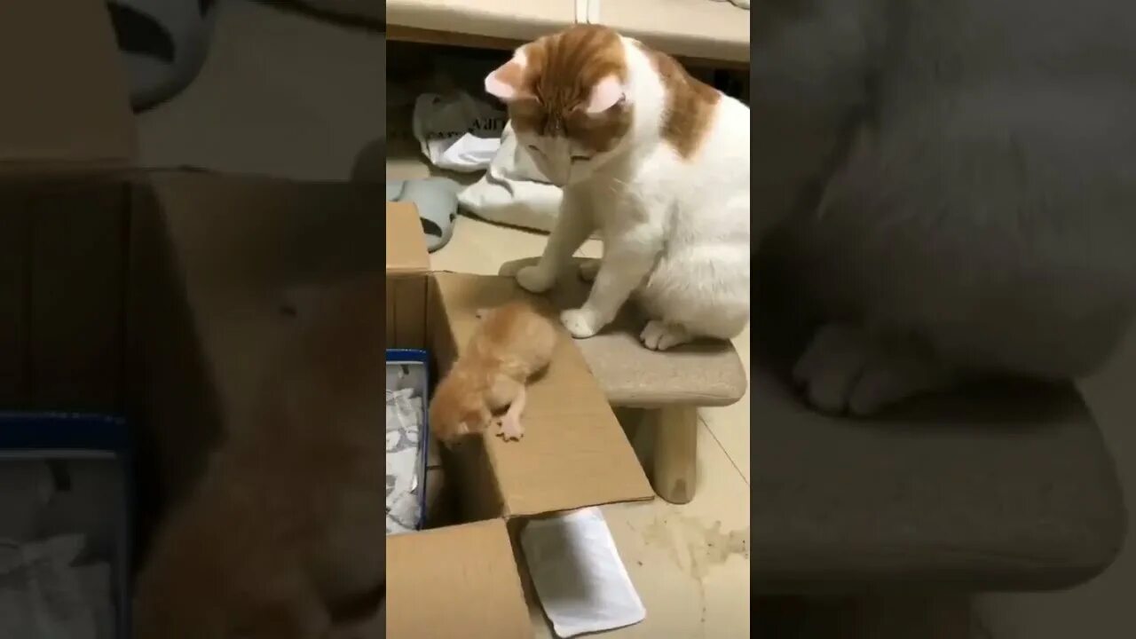 Котенок залезает в коробку. Кот лезет в коробку. Кот с коробкой в лапах. Мама помоги котенку