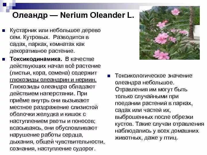 Олеандр ядовитое растение описание. Олеандр ядовитый. Олеандр обыкновенный ядовитое растение. Олеандр цветок комнатный ядовитый. Ядовитый цветок олеандр обыкновенный 3 класс.