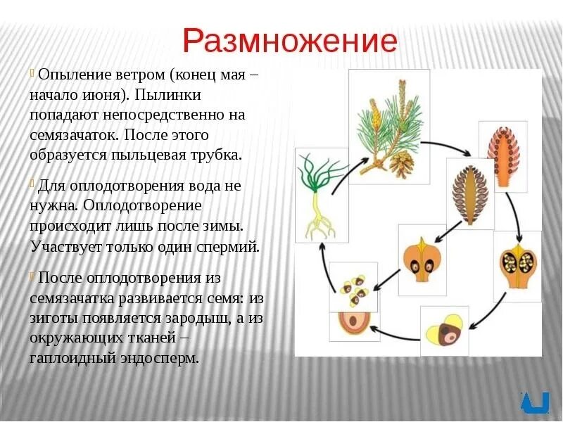 Цикл развития голосеменных схема. Семенное размножение сосны Тип размножения. Цикл развития голосеменных схема таблица. Размножение голосеменных и покрытосеменных.