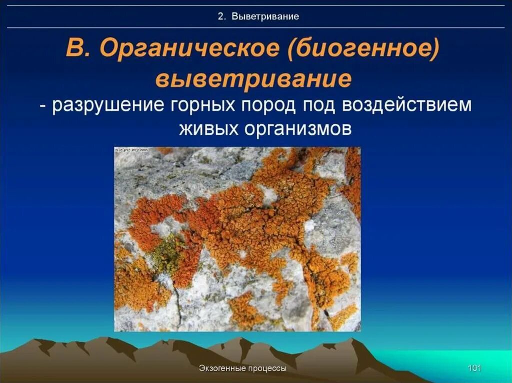 Смена температуры действие воды ветра разрушают горные. Органическое выветривание. Выветривание горных пород. Биологический процесс выветривания. Разрушение горных пород под воздействием.