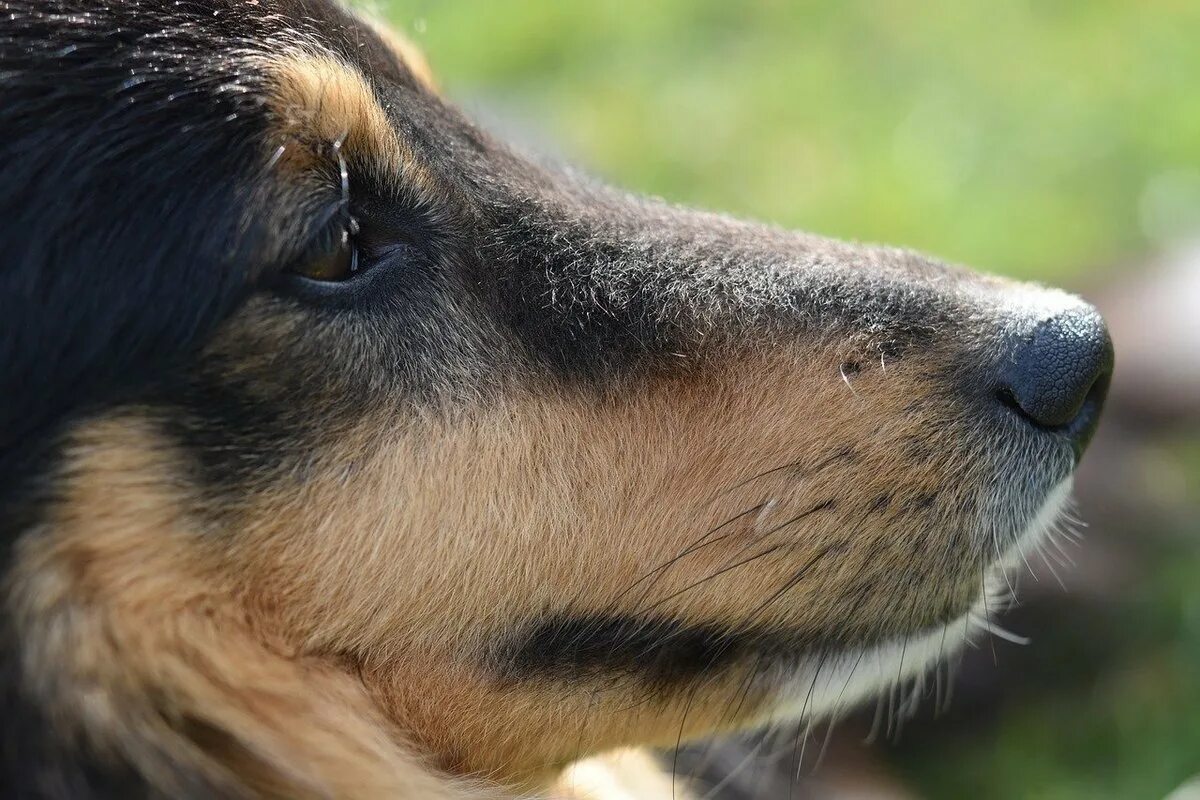 Усы у собак. Вибриссы у собак. Морда собаки. Усы у собак. Усы у собак.