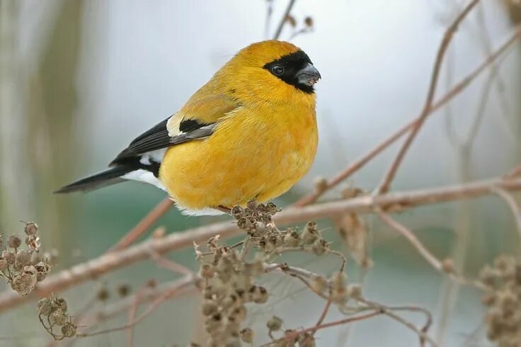 Yellow Winter Flowers Цветы, Красивые цветы, Розы