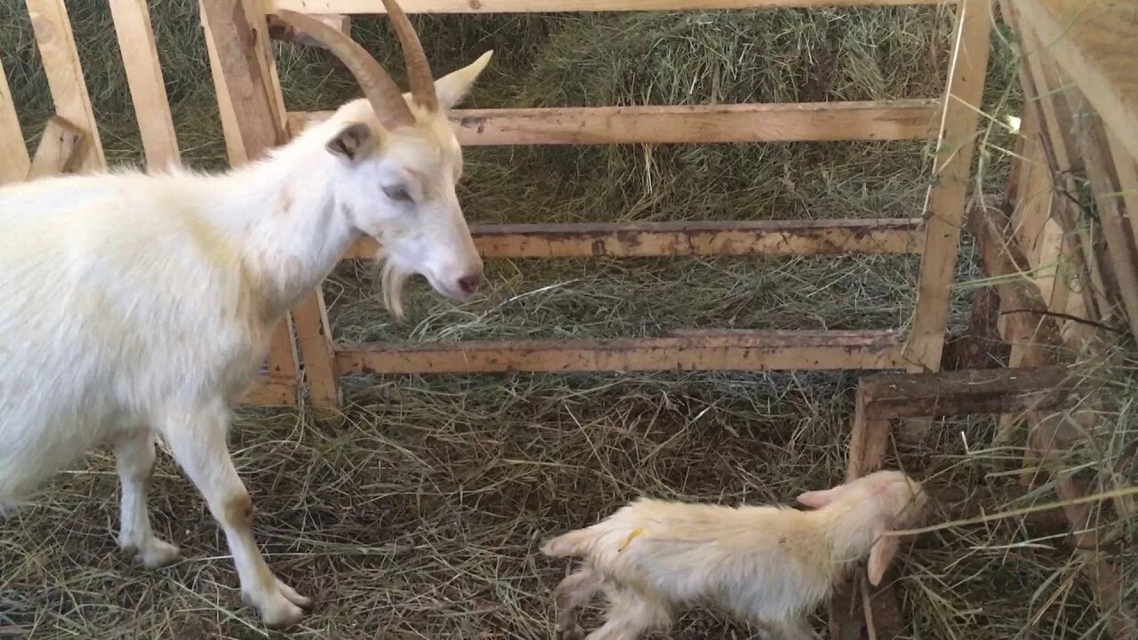 Кормление новорожденных козлят. Козлята в сарае. Молодая козочка. Сарай для коз.