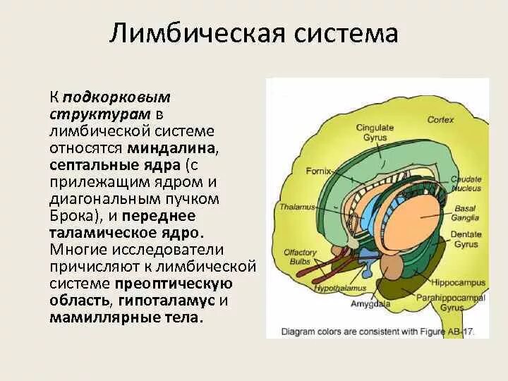 Центр чувств в мозге